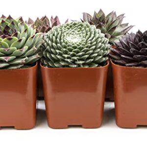 Sempervivum Succulents Plants Live Indoor Plants (5PK), Sempervivum Plants Live Houseplants, Hen and Chicks Live Plants Indoor House Plants, Rosette Succulent Plants in Plant Pots by Plants for Pets