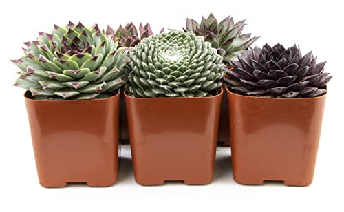 Sempervivum Succulents Plants Live Indoor Plants (5PK), Sempervivum Plants Live Houseplants, Hen and Chicks Live Plants Indoor House Plants, Rosette Succulent Plants in Plant Pots by Plants for Pets