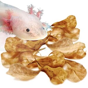 sungrow 50 pack axolotl indian almond leaves for aquarium, 2-inches, catappa leaf soothes pet’s slime skin, aquarium water conditioner leaves improves tank water quality, speeds up recovery process