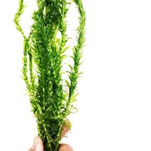 Planterest - Anacharis | Elodea Densa Imported from Grower Live Aquarium Plant Stems Decorations BUY2GET1FREE