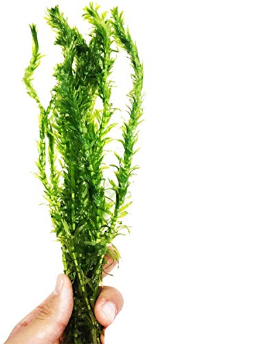 Planterest - Anacharis | Elodea Densa Imported from Grower Live Aquarium Plant Stems Decorations BUY2GET1FREE