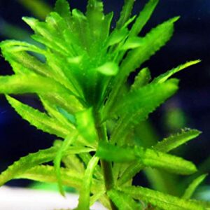 Planterest - Anacharis | Elodea Densa Imported from Grower Live Aquarium Plant Stems Decorations BUY2GET1FREE