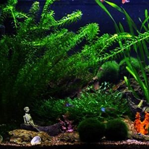 Planterest - Anacharis | Elodea Densa Imported from Grower Live Aquarium Plant Stems Decorations BUY2GET1FREE