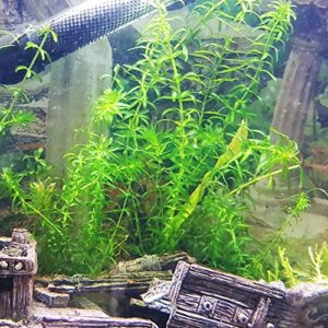 Planterest - Anacharis | Elodea Densa Imported from Grower Live Aquarium Plant Stems Decorations BUY2GET1FREE