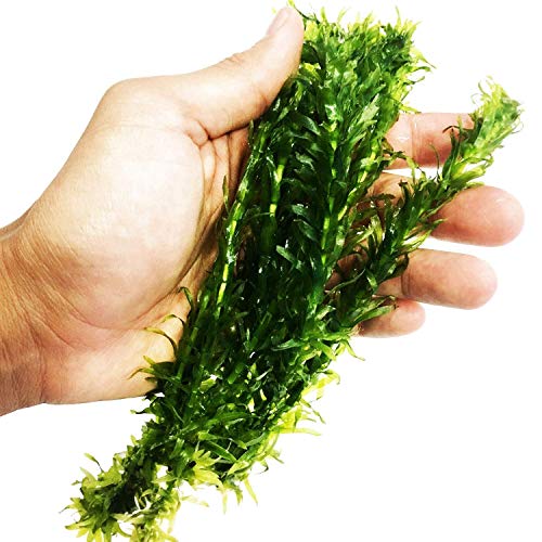 Planterest - Anacharis | Elodea Densa Imported from Grower Live Aquarium Plant Stems Decorations BUY2GET1FREE