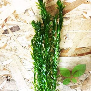 Planterest - Anacharis | Elodea Densa Imported from Grower Live Aquarium Plant Stems Decorations BUY2GET1FREE