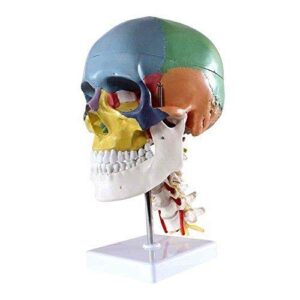 global-dental human skull anatomical teaching model with 7 cervical vertebrae nerve and artery with stand