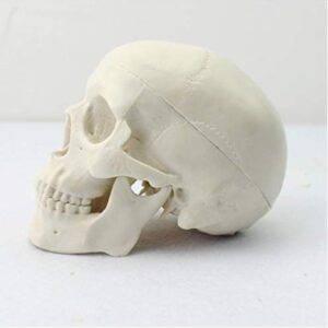 Global-Dental Human Mini Size Anatomical Head Bone Skull Bone Model Educational Model Teaching Model