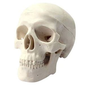 global-dental human mini size anatomical head bone skull bone model educational model teaching model
