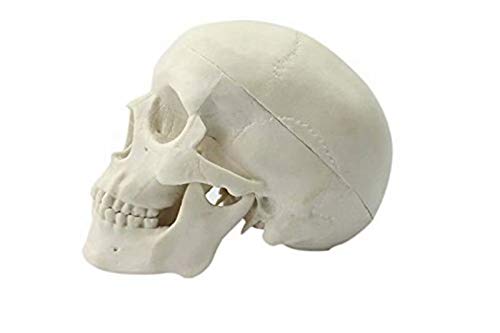 Global-Dental Human Mini Size Anatomical Head Bone Skull Bone Model Educational Model Teaching Model