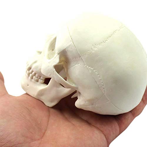 Global-Dental Human Mini Size Anatomical Head Bone Skull Bone Model Educational Model Teaching Model