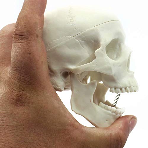 Global-Dental Human Mini Size Anatomical Head Bone Skull Bone Model Educational Model Teaching Model