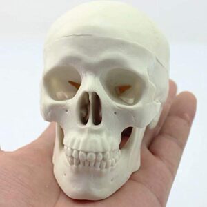 Global-Dental Human Mini Size Anatomical Head Bone Skull Bone Model Educational Model Teaching Model