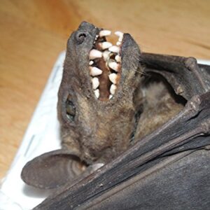 Rousettus Leschenaulti Real Hanging Bat Indonesian Taxidermy (Rare)