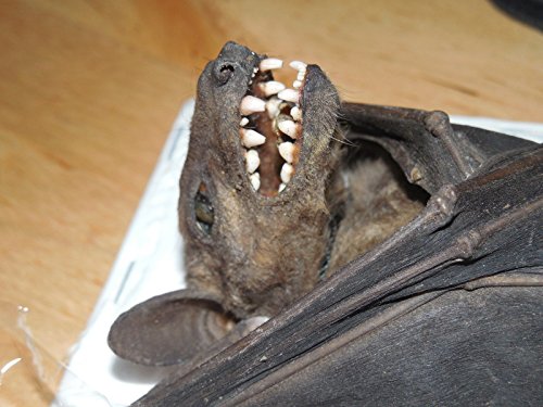 Rousettus Leschenaulti Real Hanging Bat Indonesian Taxidermy (Rare)