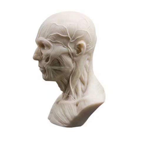 Global-Dental Human Model Anatomy Skull Head Muscle Bone Medical Model Mini Size