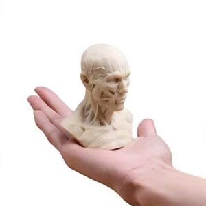 Global-Dental Human Model Anatomy Skull Head Muscle Bone Medical Model Mini Size