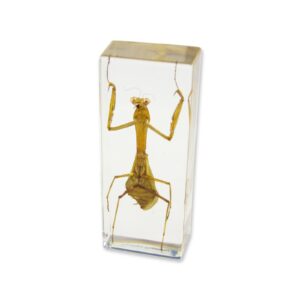 REALBUG Praying Mantis Paperweight (1 5/8 x 4 3/8 x 1 1/8")