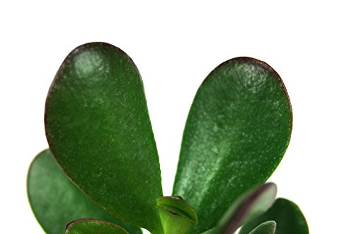 Crassula ovata 'Jade Plant'