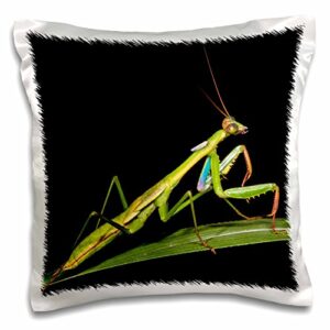 3d rose preying mantis odzala kokoua national park congo pillow case, 16" x 16"