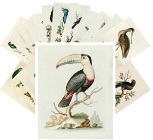 vintage postcards 24 pcs amazing birds george edwards vintage illustrations