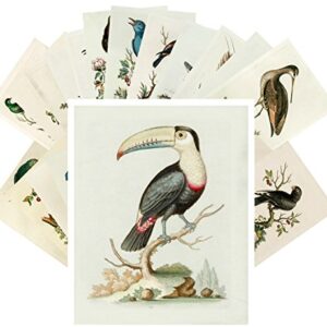 Vintage PostCards 24 pcs Amazing Birds George Edwards Vintage Illustrations