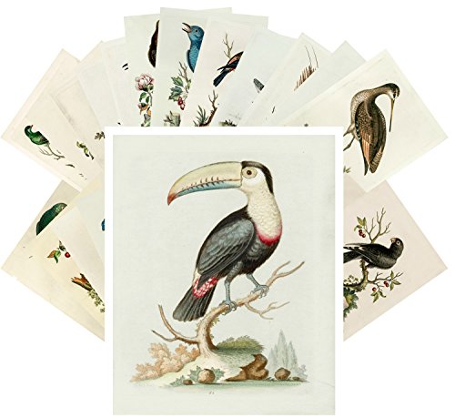 Vintage PostCards 24 pcs Amazing Birds George Edwards Vintage Illustrations