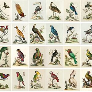 Vintage PostCards 24 pcs Amazing Birds George Edwards Vintage Illustrations