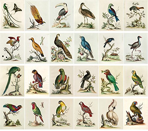 Vintage PostCards 24 pcs Amazing Birds George Edwards Vintage Illustrations