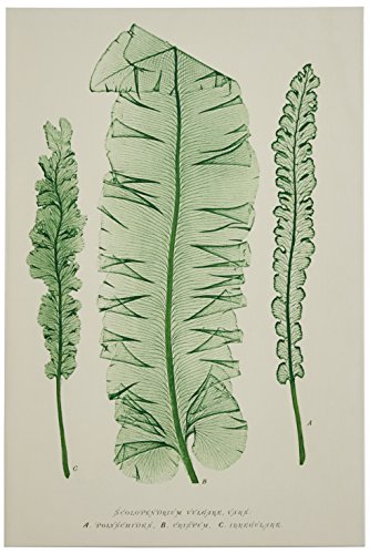 Amazon Brand – Stone & Beam Modern Green on White Botanical Canvas Print Wall Art, 16" x 24"