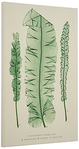 Amazon Brand – Stone & Beam Modern Green on White Botanical Canvas Print Wall Art, 16" x 24"