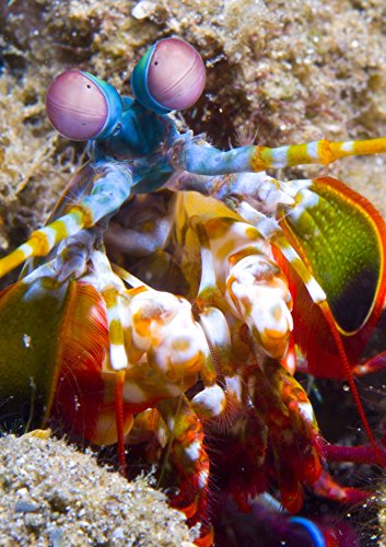 Posterazzi Close-up head view of a Mantis Shrimp (Odontodactylus scyallarus) Volcano crater Witu Islands Papua New Guinea Poster Print, (11 x 16)