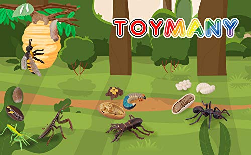 Toymany 16PCS Insect Figurines Life Cycle of Stag Beetle,Honey Bee,Mantis,Ant Plastic Safariology Bug Figures Toy Kit Caterpillars to Butterflies Educational School Project for Kids Toddlers