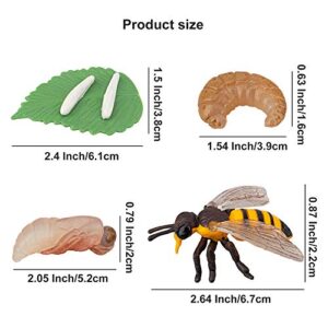 Toymany 16PCS Insect Figurines Life Cycle of Stag Beetle,Honey Bee,Mantis,Ant Plastic Safariology Bug Figures Toy Kit Caterpillars to Butterflies Educational School Project for Kids Toddlers