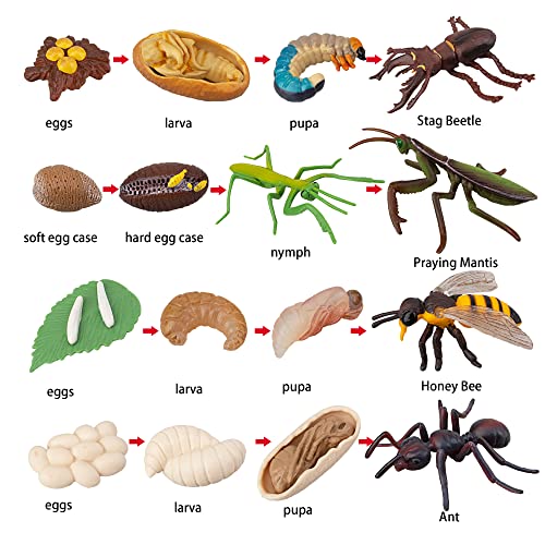 Toymany 16PCS Insect Figurines Life Cycle of Stag Beetle,Honey Bee,Mantis,Ant Plastic Safariology Bug Figures Toy Kit Caterpillars to Butterflies Educational School Project for Kids Toddlers