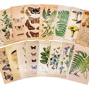 Knaid Vintage Style Postcard Set, Pack of 30 Botanical Plants Butterfly Mushroom Leaves Fruits Retro Postcards