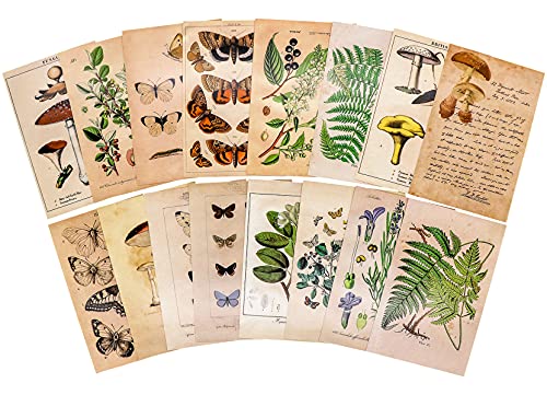 Knaid Vintage Style Postcard Set, Pack of 30 Botanical Plants Butterfly Mushroom Leaves Fruits Retro Postcards