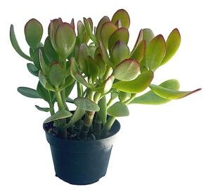 the waterspout southern california large rooted jade plant 10" inch tall succulent cacti live plants pot (crassula ovata 'lucky money plant')