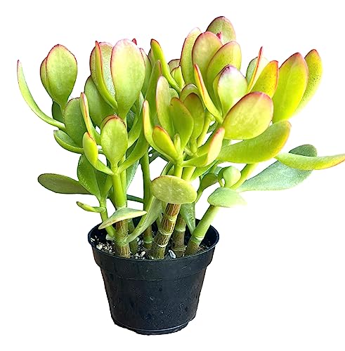 The Waterspout Southern California Large Rooted Jade Plant 10" inch Tall Succulent Cacti Live Plants Pot (Crassula Ovata 'Lucky Money Plant')