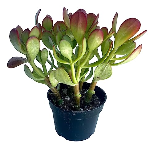 The Waterspout Southern California Large Rooted Jade Plant 10" inch Tall Succulent Cacti Live Plants Pot (Crassula Ovata 'Lucky Money Plant')