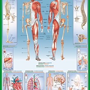 Laminated Illustrated Human Body Educational Anatomy Chart Poster 24x36