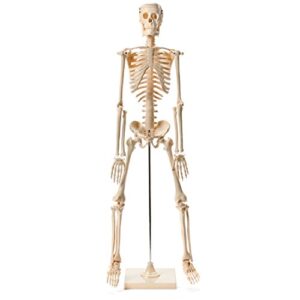 anatomical human skeleton model - 1/2 life sized - 85 cm with metal base