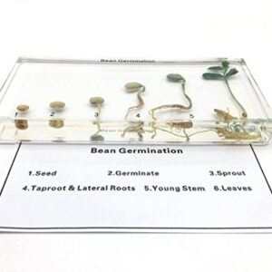 Bean Germination in Acrylic Block Lifecyle of Bean Biology Science Classroom Specimens (Bean Germination)