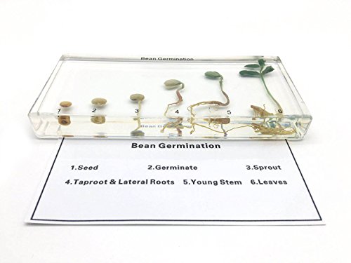 Bean Germination in Acrylic Block Lifecyle of Bean Biology Science Classroom Specimens (Bean Germination)