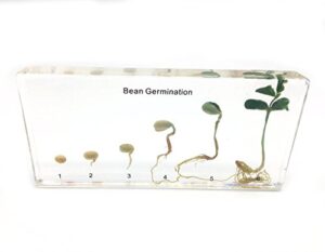 bean germination in acrylic block lifecyle of bean biology science classroom specimens (bean germination)