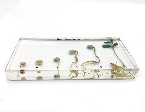 Bean Germination in Acrylic Block Lifecyle of Bean Biology Science Classroom Specimens (Bean Germination)