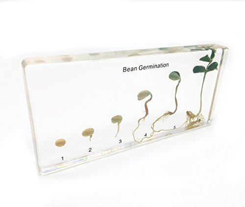 Bean Germination in Acrylic Block Lifecyle of Bean Biology Science Classroom Specimens (Bean Germination)