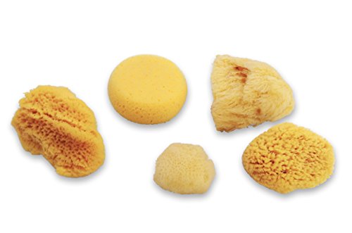 Natural Sea & Synthetic Sponges - Assorted Sizes 7pc Value Pack for Crafts & Artists: Great for Painting, Hobbies, Art, Effects, Ceramics, Clay, Pottery by Lullingworth®