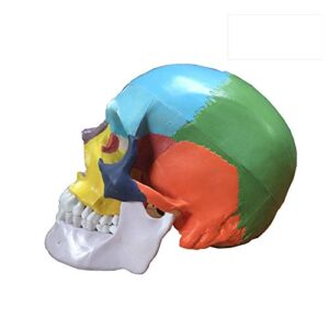 oif skull model, human colored skull included full set teeth removable partitioned skull model,1:1 life size 3-part anatomical model with colorful chart for medical student human anatomy study course