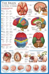 eurographics laminated the brain anatomy science chart print poster 24x36, study room
